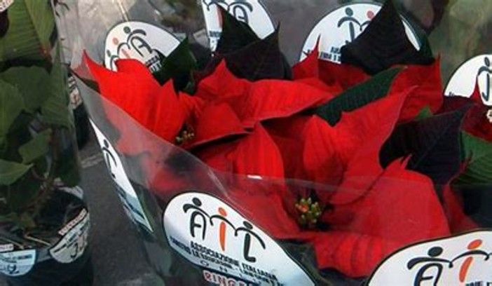 Torna ad Asti l'iniziativa &quot;Stelle di Natale AIL&quot; a sostegno della ricerca scientifica e dell'assistenza ai pazienti ematologici
