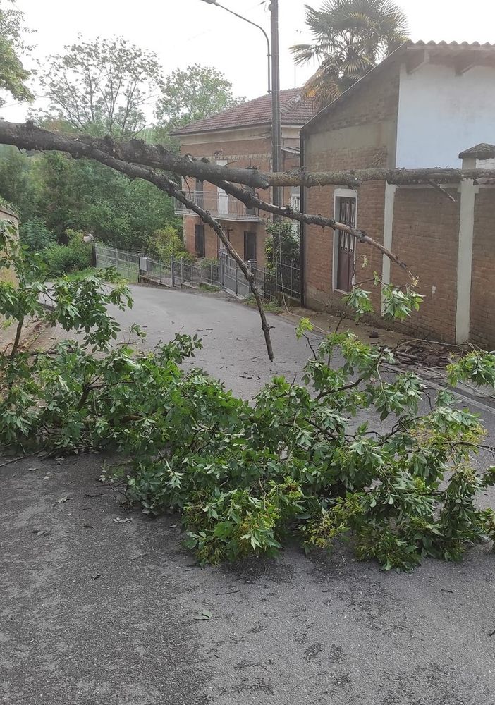 Dopo il temporale a Costigliole, ieri un albero è caduto in strada