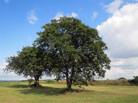 Un albero di noce ricorderà Emanuele Bruzzone