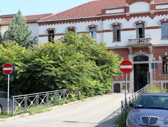 Ailanto all'ex Colli di Felizzano: davanti alla Casa di riposo, lungo il muro di via Bocca e all'Università