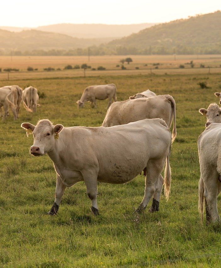 Crisi comparto zootecnico, gli allevatori astigiani: &quot;La situazione sta diventando insostenibile&quot;