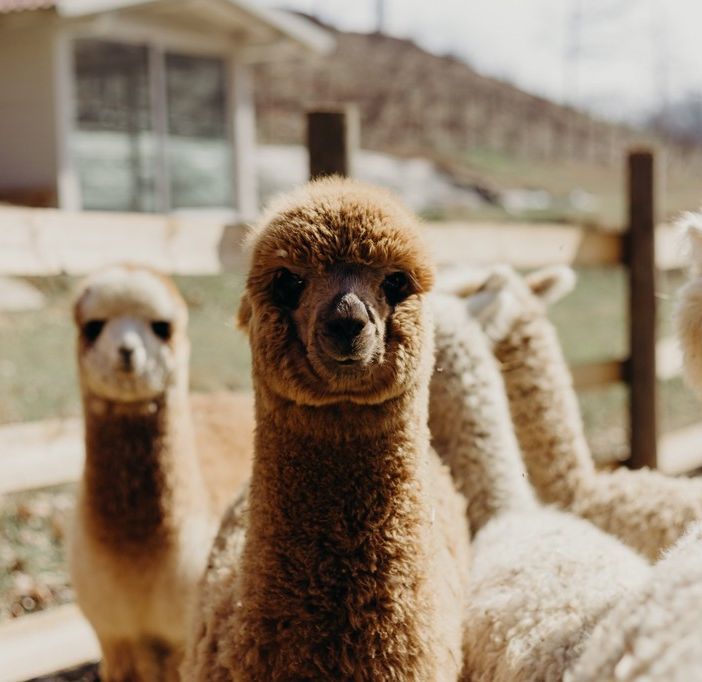Alcuni dei dolci animali di Alpaca Terra Madre in Località Viatosto, Asti