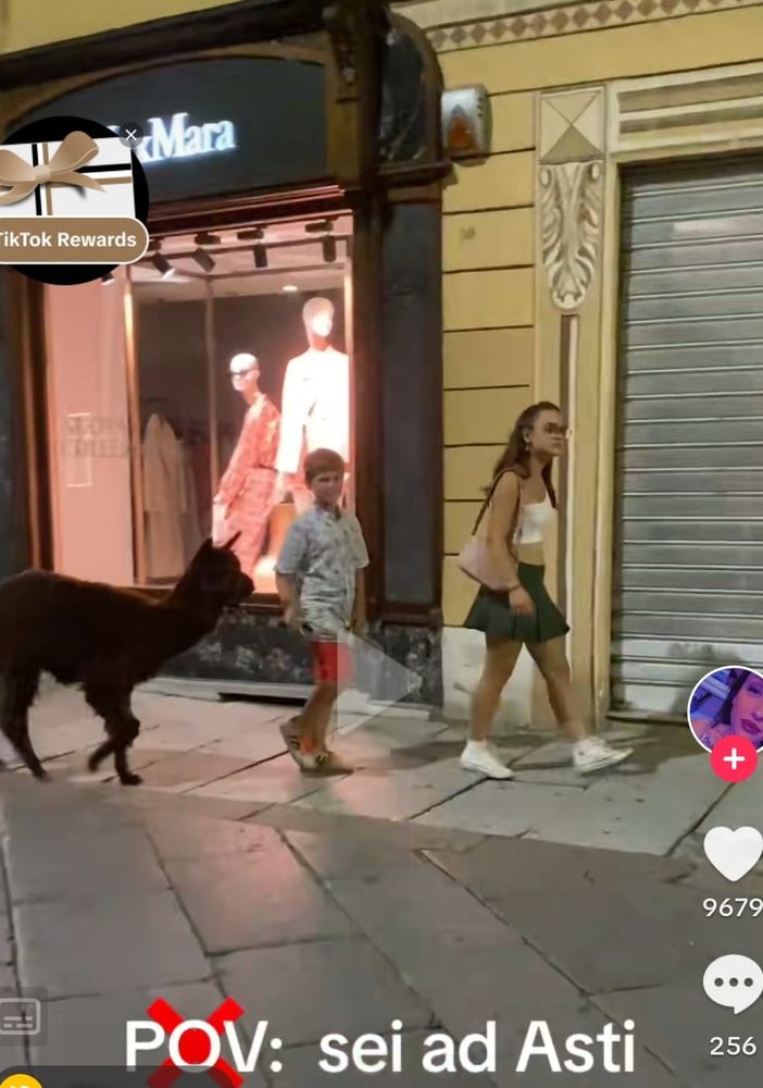 Alpaca a passeggio per Asti