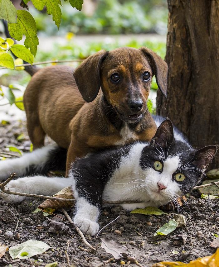 Onoranze funebri Ancona: la cremazione degli animali