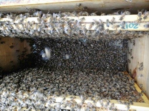 Sono già almeno 5% le api morte per il maltempo di maggio che, impedendo la raccolta del nettare, non ha consentito loro di nutrirsi