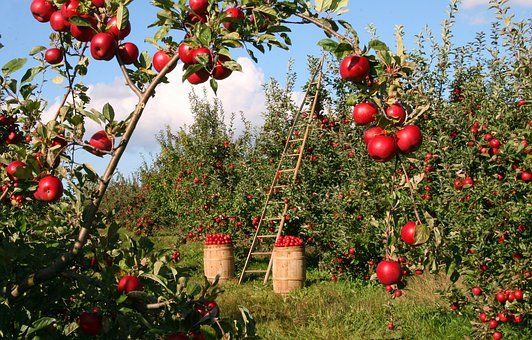Per Alfabeti di cittadinanza &quot;A come agricoltura eco-sostenibile&quot;, con il Cpia di Asti