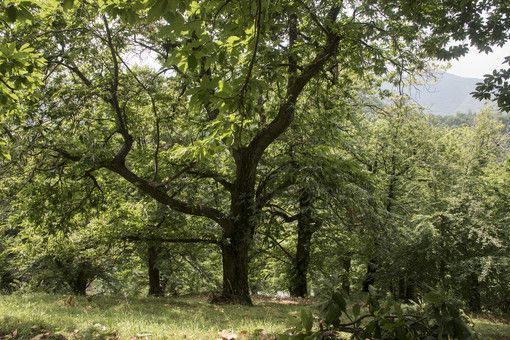 Fase 2: in Piemonte riparte la manutenzione di boschi e foreste