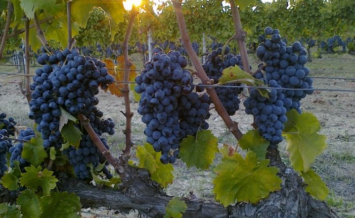 Vendemmia 2021: prezzi all'ingrosso delle uve dalla commissione prezzi della Camera di Commercio