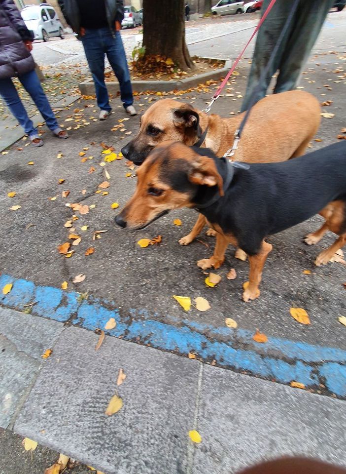 Muore a 50 anni colto da malore, in piazza Catena. Il vicino di casa fa un appello per i due cagnolini rimasti soli