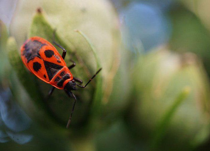 Al CPIA 1 di Asti la mostra &quot;Il grido della terra&quot;, nell'ambito dell'iniziativa &quot;Biodiversità? Sì, grazie&quot;