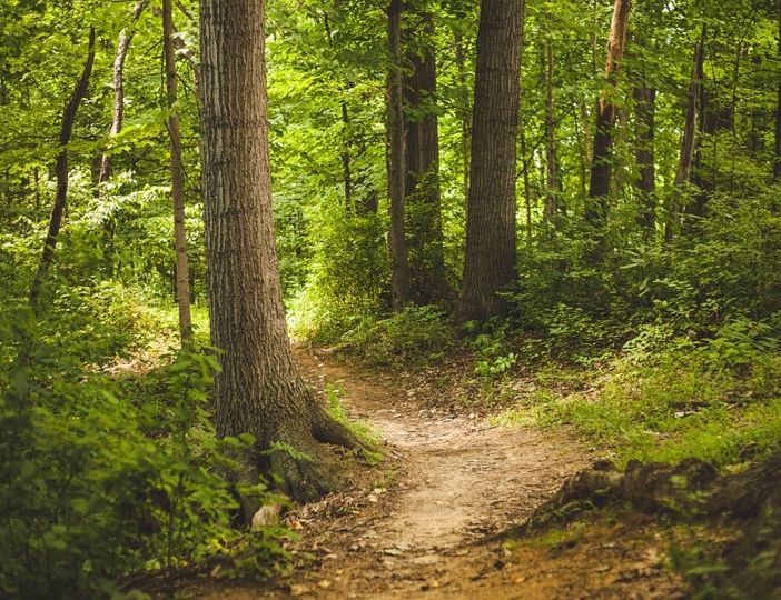 Il progetto &quot;Abitare il bosco&quot; premia i partecipanti a Mombaruzzo