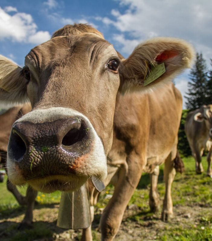 Confagricoltura Piemonte sulla qualità dell’aria.  “Faremo la nostra parte, ma chiediamo maggior attenzione  alla sostenibilità economica degli allevamenti”