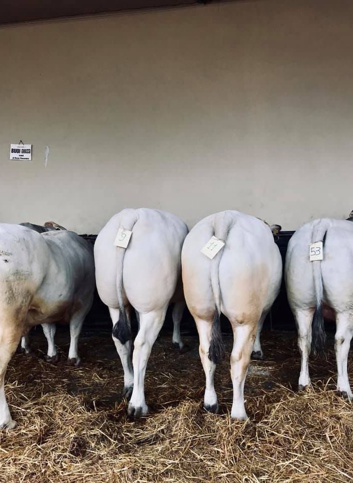 La Fiera del Bue Grasso di Moncalvo in diretta streaming dalle 10