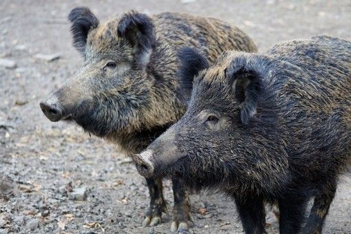 Peste suina in Piemonte: approvata la richiesta di Consiglio Regionale aperto