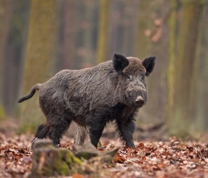 Peste suina: Confagricoltura sollecita ordinanze immediatamente esecutive per l’abbattimento dei cinghiali