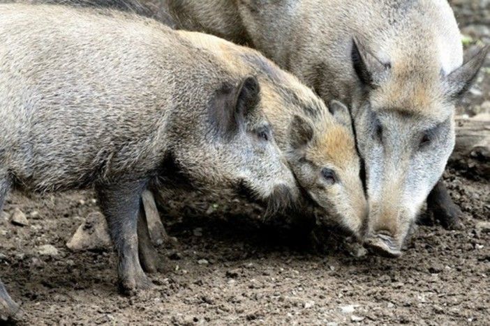 Peste suina, al via in Piemonte al piano di depopolamento cinghiali. Icardi: &quot;Interveniamo direttamente sul veicolo del contagio&quot;
