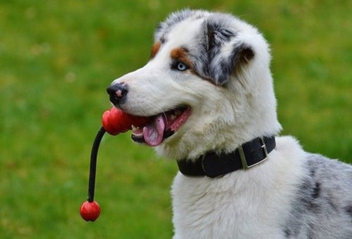 &quot;Le ceneri degli animali domestici tumulate con le spoglie del padrone&quot;: la proposta della Lega in Piemonte