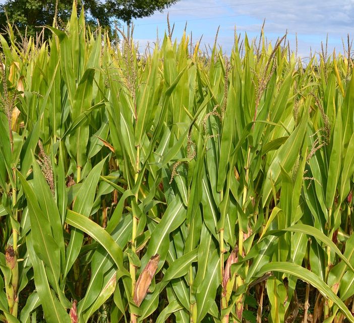 I campi di mais piemontesi assorbono sei milioni di tonnellate di CO2 all’anno