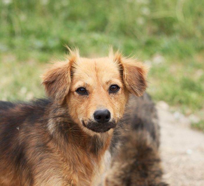 Montiglio Monferrato: cane precipita in un pozzo. Salvato grazie ai Vigili del Fuoco