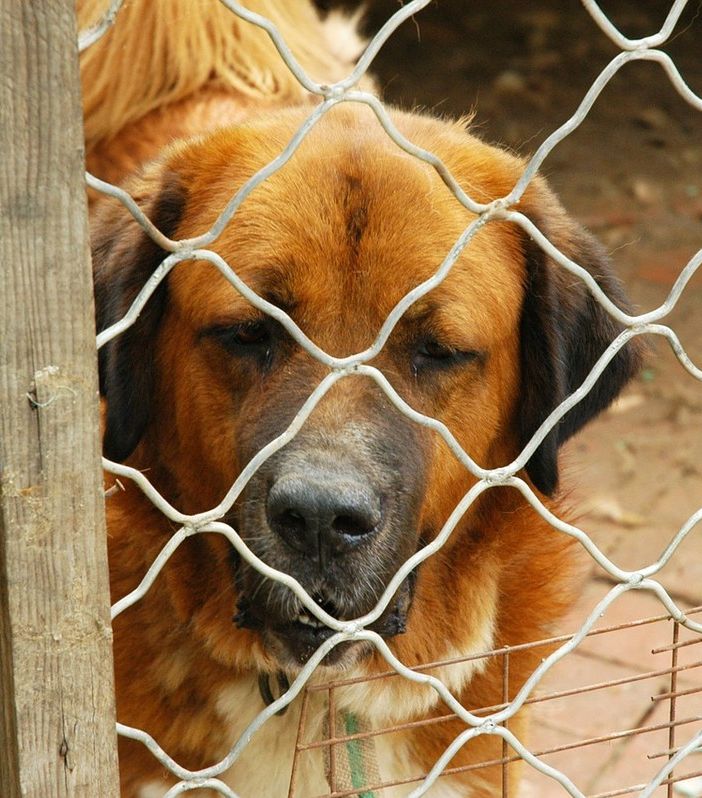 Il bar Radici di Asti aiuta i cani in difficoltà. Fino all'Epifania per ogni ordinazione, 1 euro andrà al canile