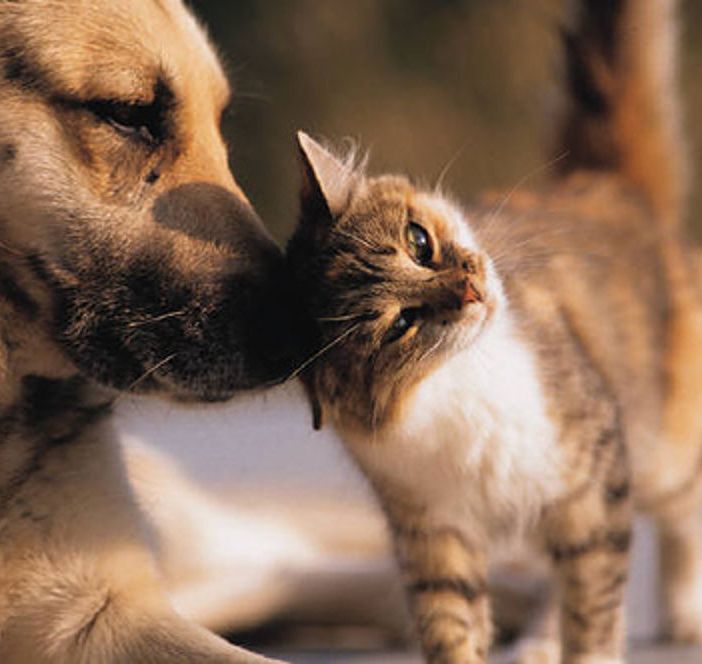 Nasce il Tavolo permanente di confronto tra Garante degli animali e le associazioni