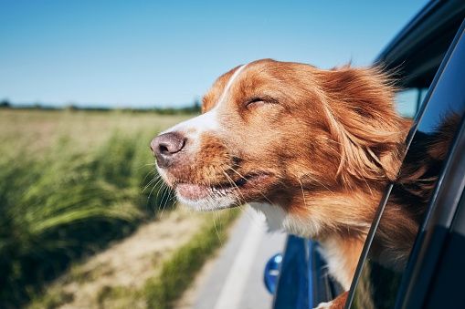 Viaggiare con il proprio animale diventa più facile
