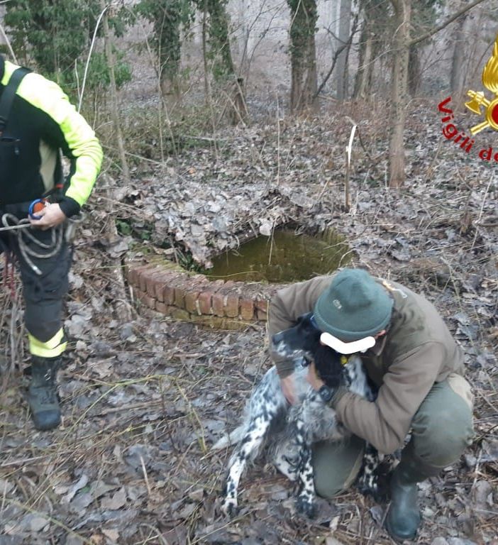Vigili del fuoco salvano setter finito in fondo a un pozzo