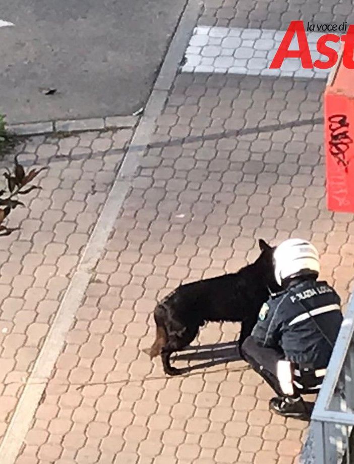 Cane nero in mezzo alla strada in viale Partigiani. Si è smarrito?