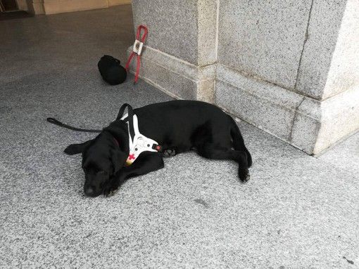York, cane guida da 50 giorni in quarantena, &quot;con la fase 2 io non potrò mantenere la distanza di sicurezza e la mia padrona non può controllare ciò che capita intorno a noi&quot;