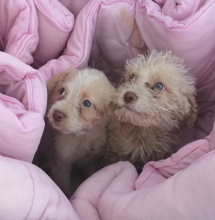 Erano stati chiusi in una scatola e abbandonati. Ora tre cuccioli cercano casa, amore e famiglia