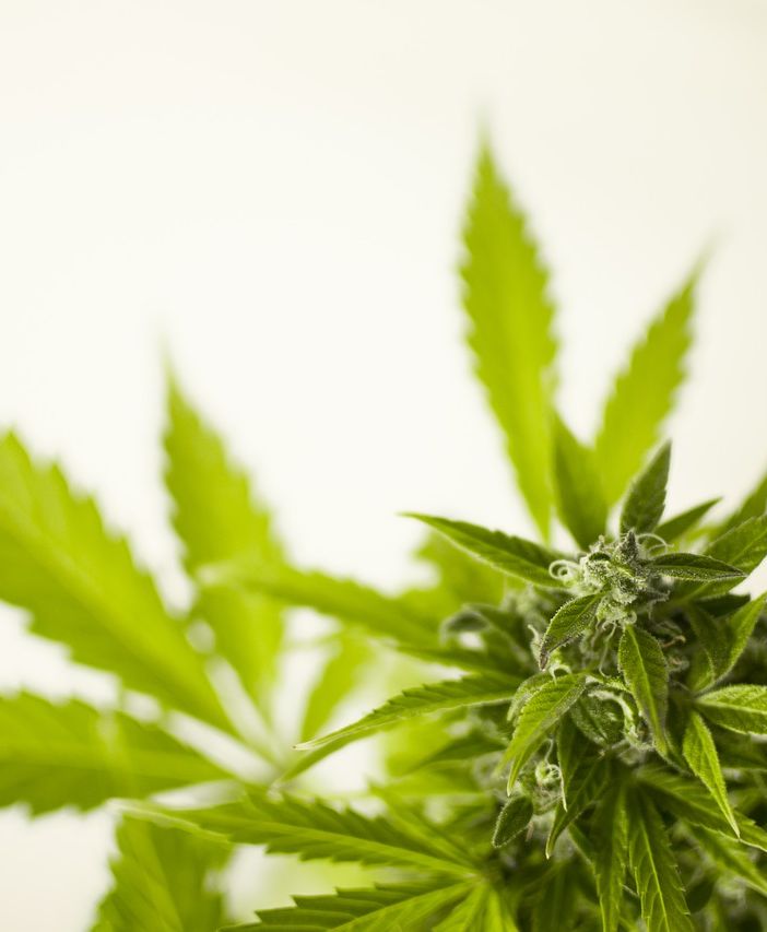 Cannabis legale: cosa dice la nuova legge regionale