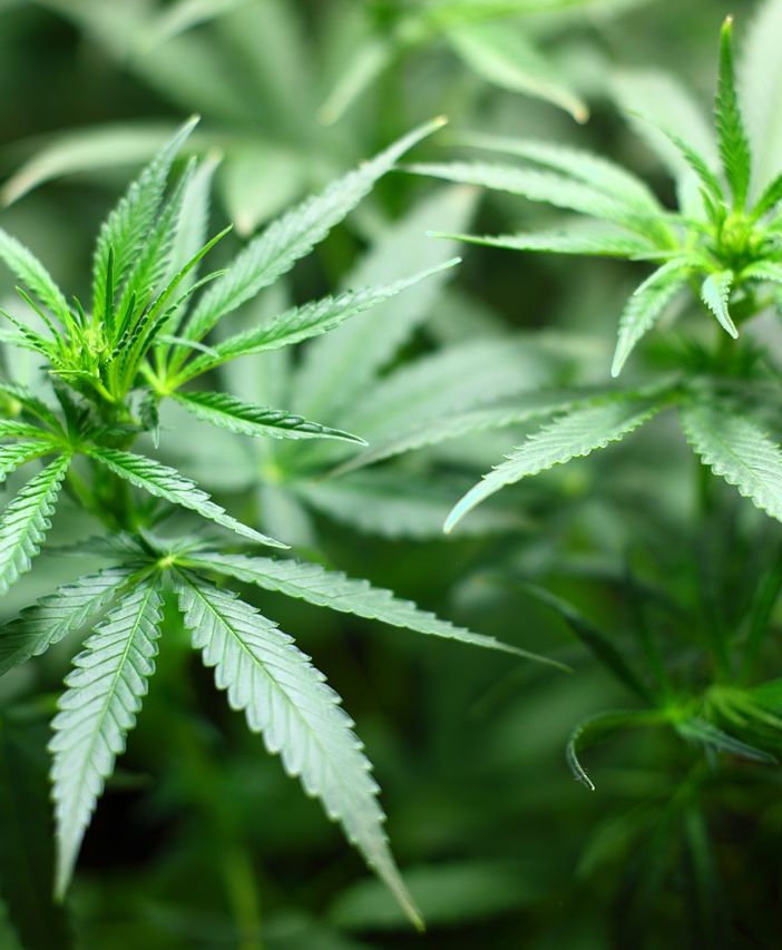 Il mondo della marijuana medica non è stato scoperto ieri