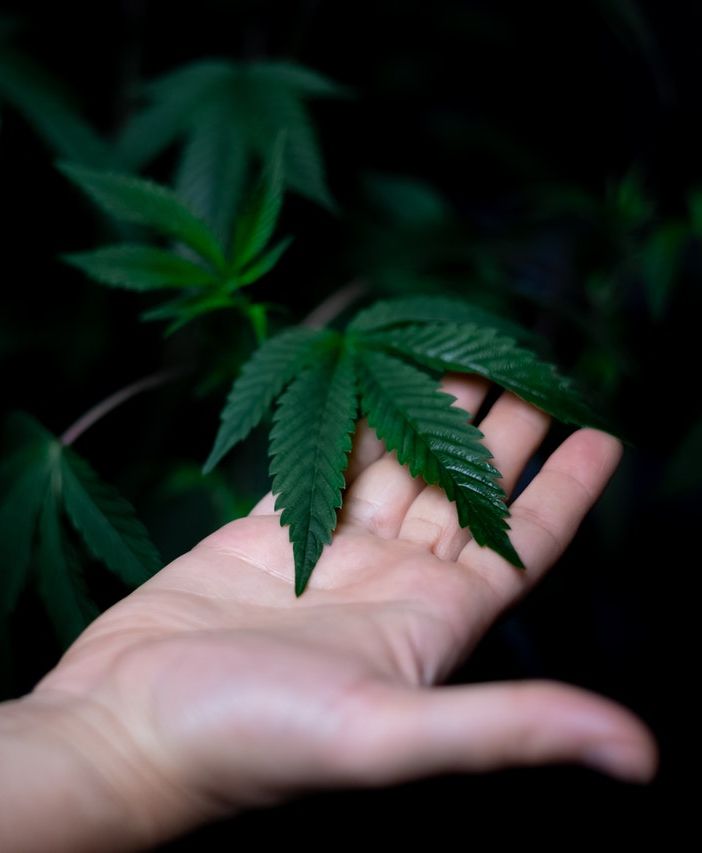 Cannabis light: 5 cose da sapere sulla legge