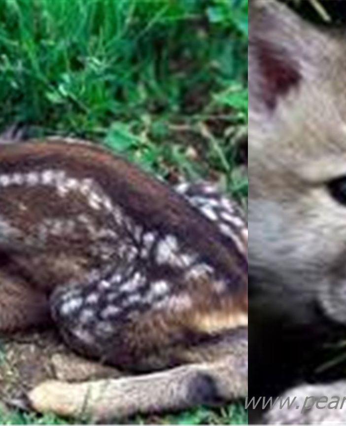 Investiti due cuccioli di animali selvatici sulle strade astigiane. Intervenuti vigili del fuoco e veterinari dell'Asl
