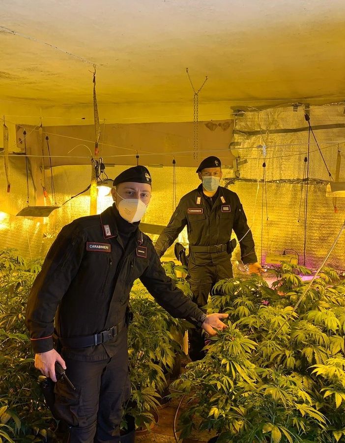 A Portacomaro una serra di marijuana. I carabinieri arrestano un italiano e un albanese
