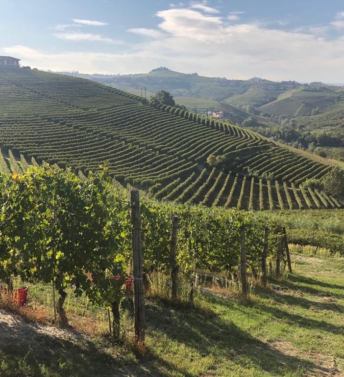 &quot;Vini che sapranno emozionare&quot;. Un'annata 'tailor made'