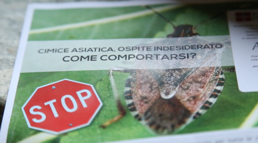 Moria del kiwi, cimice asiatica e &quot;Popilla Japonica&quot;: all'Agrion si fa il punto su tre emergenze fitosanitarie piemontesi (VIDEO)