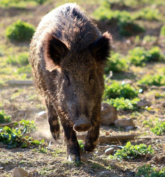 Dalla provincia kit elettrificati in comodato gratuito per proteggere l'agricoltura dalla fauna selvatica