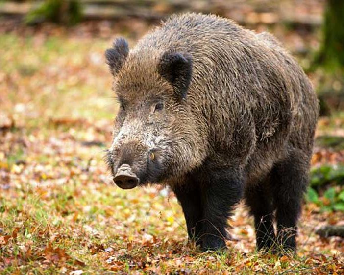 Coldiretti Asti: &quot;Speriamo che inizi la fase 2 anche per la lotta alla fauna selvatica&quot;
