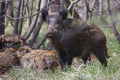 Peste suina, arriva l'ordinanza: in Liguria e Piemonte vietati caccia, trekking e la raccolta di funghi e tartufi