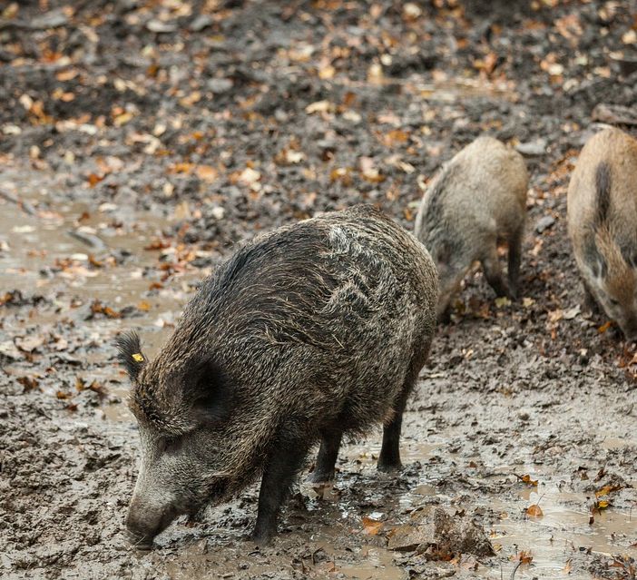 Emergenza cinghiali: l'appello di Confagricoltura Asti