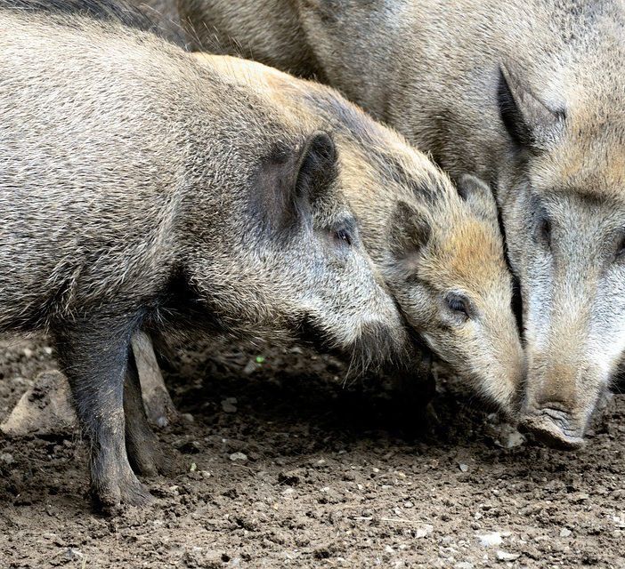 Peste suina: nuova ordinanza in Piemonte da lunedì. Interessato anche l'Astigiano