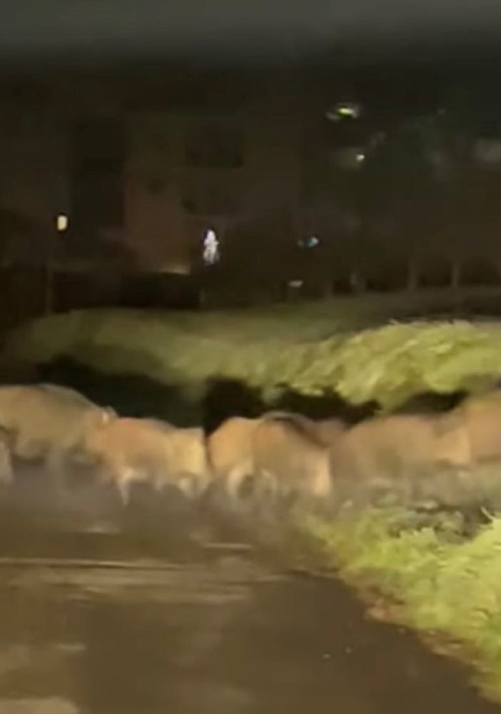 Ancora un avvistamento di cinghiali in gruppo. Ieri sera a Bubbio in 15 hanno attraversato la strada [VIDEO]