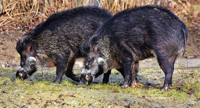 PSA, Confagricoltura Piemonte:  &quot;Necessarie nuove importanti misure  per il controllo dell'emergenza&quot;
