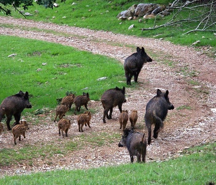 Epidemia di PSA in Piemonte e Liguria: da Confagricoltura un appello per l’azione coordinata