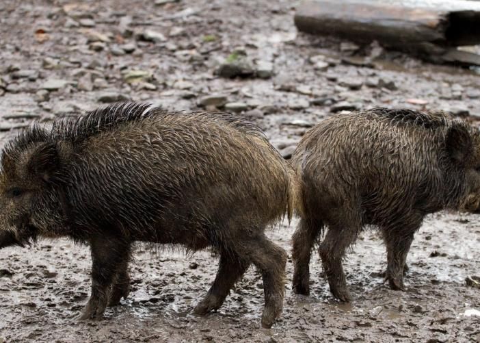Emergenza cinghiali, Coldiretti Asti: &quot;Oltre alla distruzione di raccolti agricoli, l’uccisione di animali e i frequenti incidenti stradali, è sempre maggiore la presenza degli animali selvatici nelle città&quot;