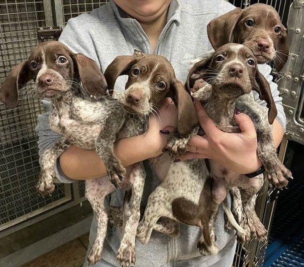 I quattro piccoli abbandonati