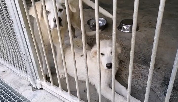 Due splendidi cuccioloni 'scaricati' come spazzatura di fronte al canile di Asti