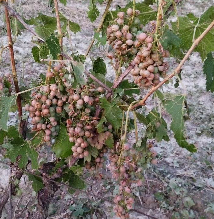 I danni provocati dalla grandine all'agricoltura (foto Dati Meteo Asti)