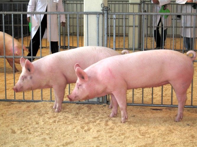 Coldiretti: &quot;Scarico di responsabilità sulla peste suina da parte dell'assessorato all'Agricoltura&quot;